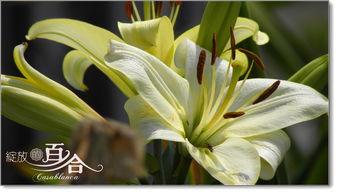 风中百合图片,绽放的坚韧与优雅